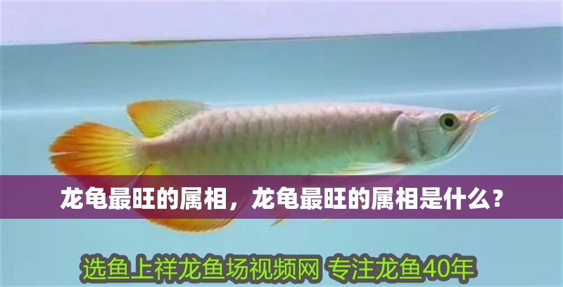 龍龜最旺的屬相，龍龜最旺的屬相是什么？