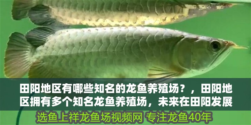 田陽(yáng)地區(qū)有哪些知名的龍魚養(yǎng)殖場(chǎng)？，田陽(yáng)地區(qū)擁有多個(gè)知名龍魚養(yǎng)殖場(chǎng)，未來(lái)在田陽(yáng)發(fā)展龍魚養(yǎng)殖基地