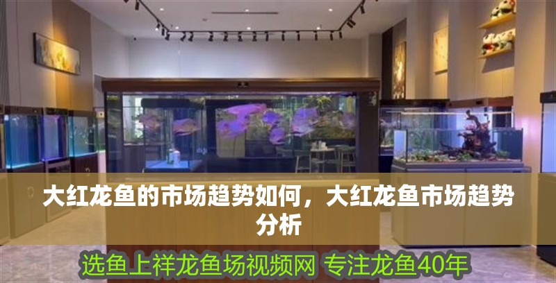 大紅龍魚(yú)的市場(chǎng)趨勢(shì)如何，大紅龍魚(yú)市場(chǎng)趨勢(shì)分析