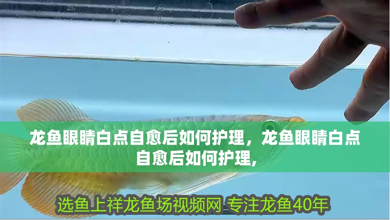 龍魚眼睛白點(diǎn)自愈后如何護(hù)理,龍魚眼睛白點(diǎn)自愈后如何護(hù)理,