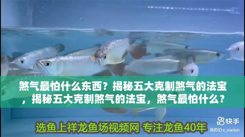 煞氣最怕什么東西？揭秘五大克制煞氣的法寶，揭秘五大克制煞氣的法寶，煞氣最怕什么？