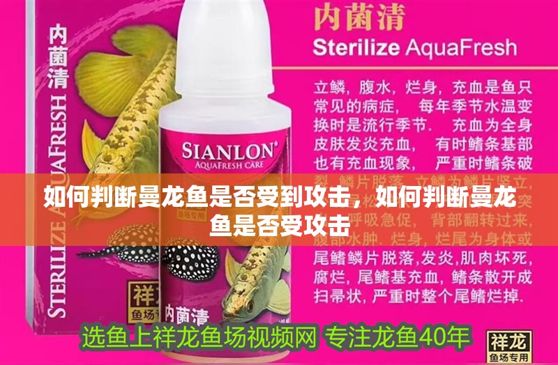 如何判斷曼龍魚是否受到攻擊，如何判斷曼龍魚是否受攻擊