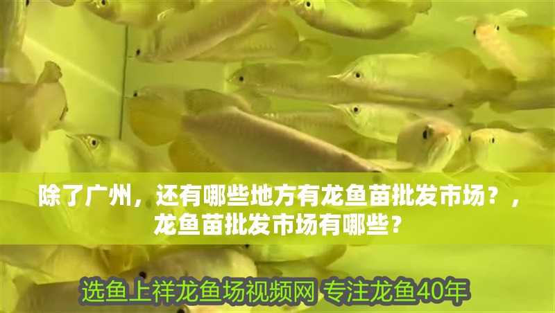 除了廣州，還有哪些地方有龍魚(yú)苗批發(fā)市場(chǎng)？，龍魚(yú)苗批發(fā)市場(chǎng)有哪些？