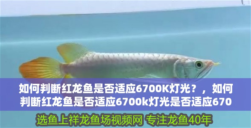 如何判斷紅龍魚是否適應6700K燈光？，如何判斷紅龍魚是否適應6700k燈光是否適應6700k燈光