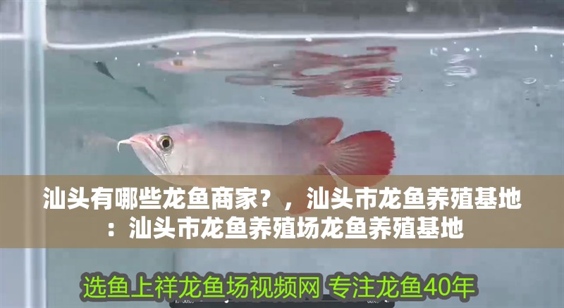 汕頭有哪些龍魚商家？，汕頭市龍魚養殖基地：汕頭市龍魚養殖場龍魚養殖基地