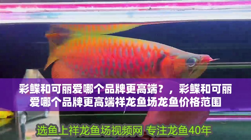 彩鰈和可麗愛哪個品牌更高端？，彩鰈和可麗愛哪個品牌更高端祥龍魚場龍魚價格范圍