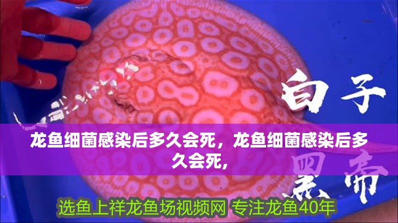 龍魚細菌感染后多久會死,龍魚細菌感染后多久會死,