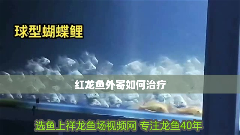 紅龍魚外寄如何治療
