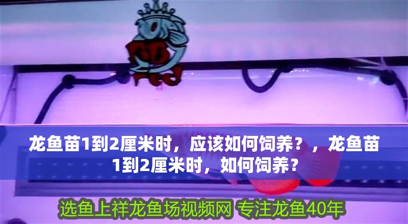 龍魚苗1到2厘米時，應該如何飼養？，龍魚苗1到2厘米時，如何飼養？