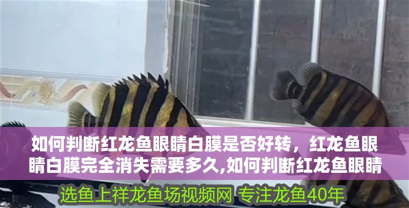 如何判斷紅龍魚眼睛白膜是否好轉,紅龍魚眼睛白膜完全消失需要多久,如何判斷紅龍魚眼睛白膜是否完全康復