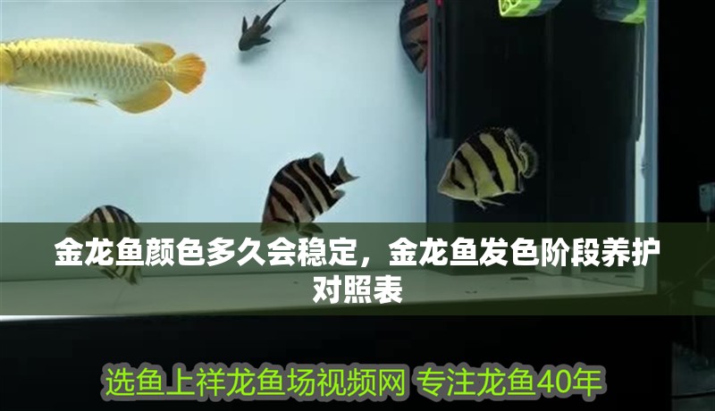 金龍魚顏色多久會穩定，金龍魚發色階段養護對照表