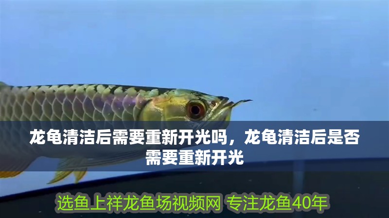 龍龜清潔后需要重新開光嗎，龍龜清潔后是否需要重新開光