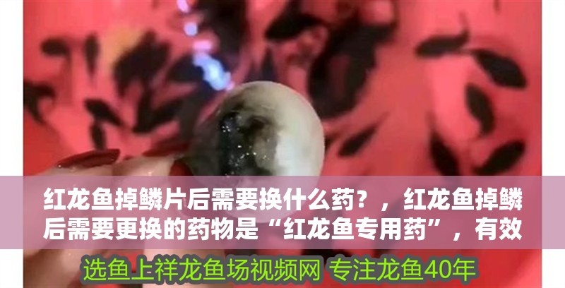 紅龍魚掉鱗片后需要換什么藥？，紅龍魚掉鱗后需要更換的藥物是“紅龍魚專用藥”，有效治療掉鱗