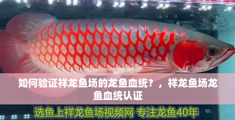 如何驗證祥龍魚場的龍魚血統？，祥龍魚場龍魚血統認證