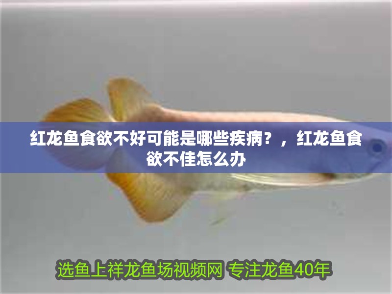 紅龍魚食欲不好可能是哪些疾病？，紅龍魚食欲不佳怎么辦