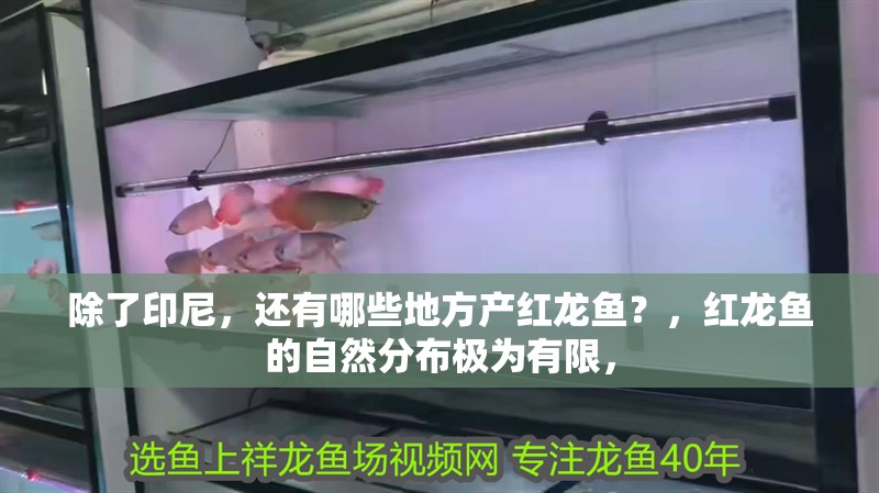 除了印尼，還有哪些地方產紅龍魚？，紅龍魚的自然分布極為有限，