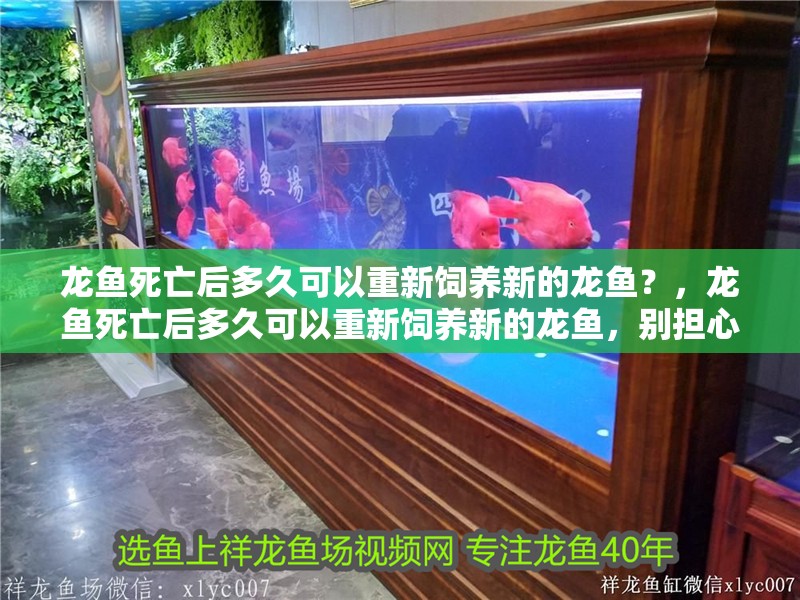龍魚死亡后多久可以重新飼養新的龍魚？，龍魚死亡后多久可以重新飼養新的龍魚，別擔心，