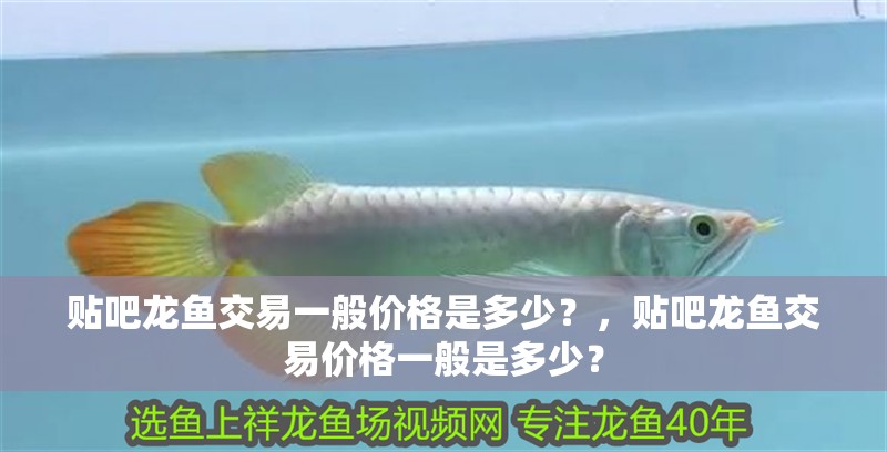 貼吧龍魚交易一般價格是多少？，貼吧龍魚交易價格一般是多少？