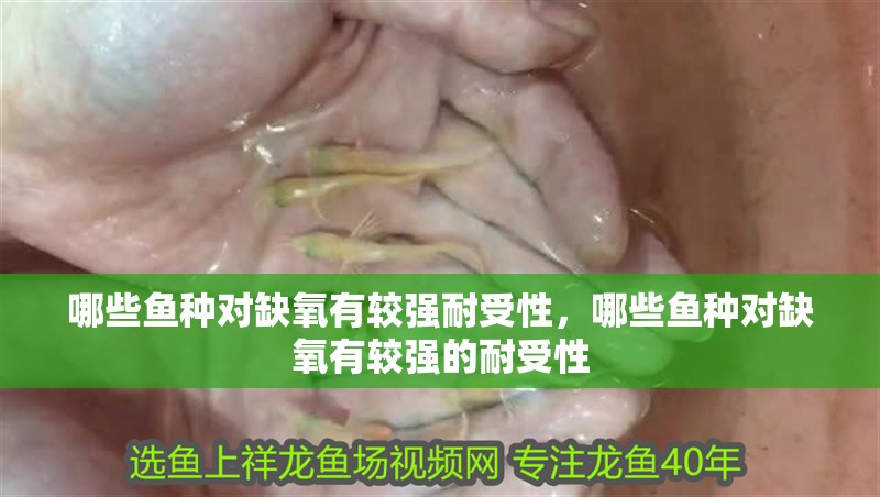 哪些魚種對(duì)缺氧有較強(qiáng)耐受性，哪些魚種對(duì)缺氧有較強(qiáng)的耐受性