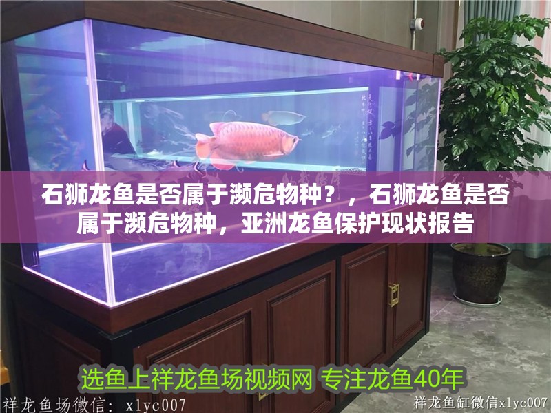 石獅龍魚是否屬于瀕危物種？，石獅龍魚是否屬于瀕危物種，亞洲龍魚保護(hù)現(xiàn)狀報告