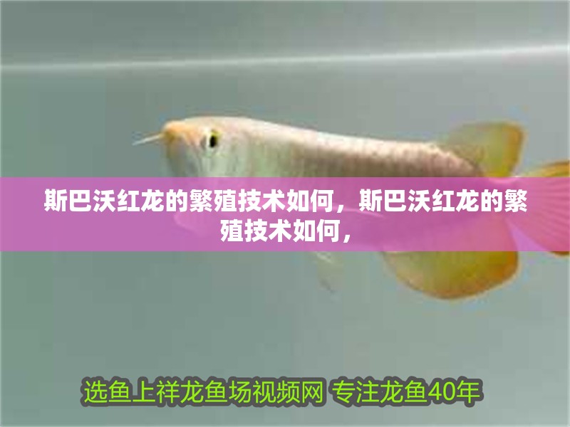 斯巴沃紅龍的繁殖技術(shù)如何，斯巴沃紅龍的繁殖技術(shù)如何，