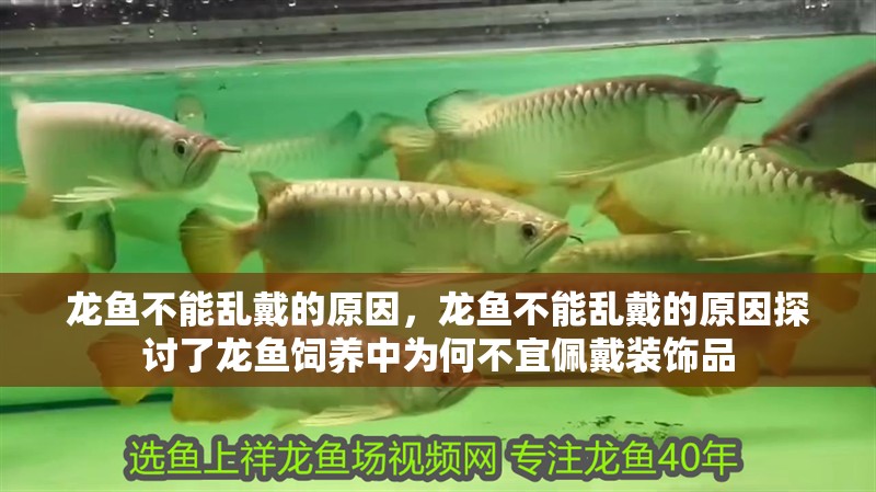 龍魚不能亂戴的原因，龍魚不能亂戴的原因探討了龍魚飼養(yǎng)中為何不宜佩戴裝飾品