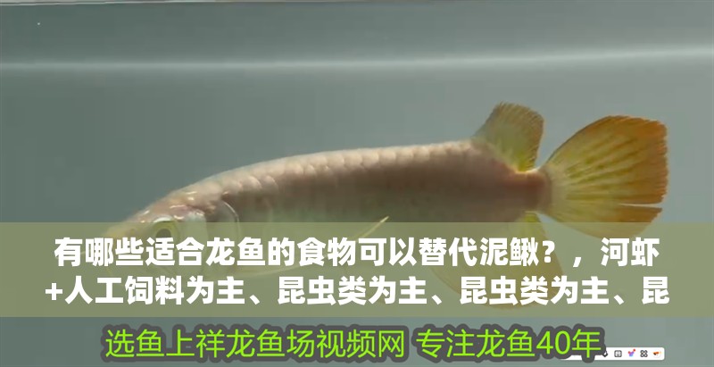 有哪些適合龍魚的食物可以替代泥鰍？，河蝦+人工飼料為主、昆蟲類為主、昆蟲類為主、昆蟲類為主