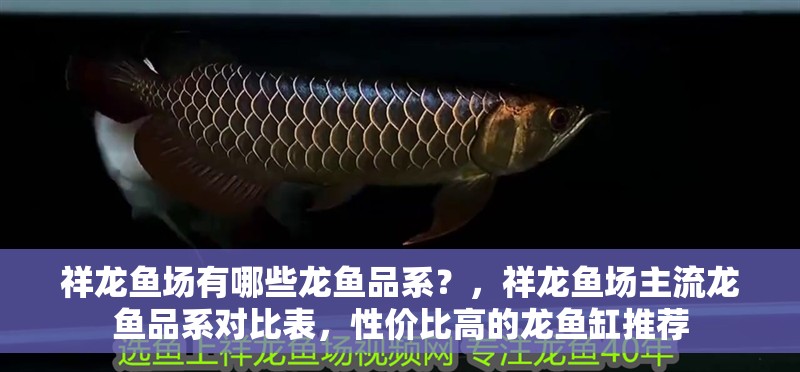 祥龍魚場有哪些龍魚品系？，祥龍魚場主流龍魚品系對比表，性價比高的龍魚缸推薦
