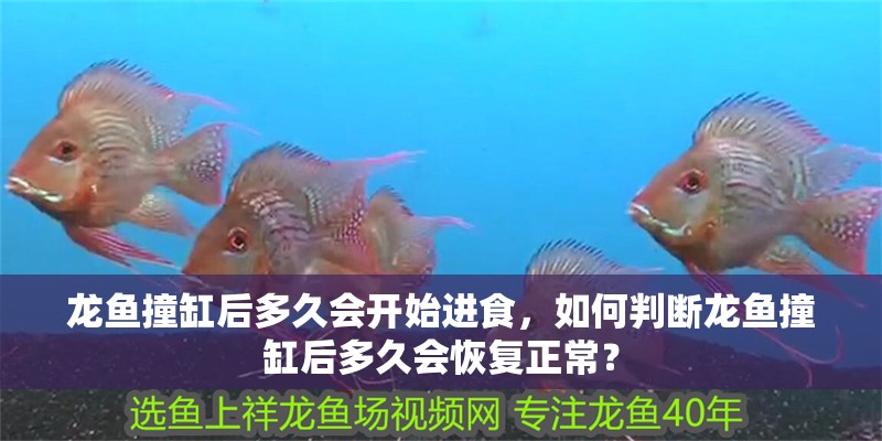 龍魚撞缸后多久會(huì)開始進(jìn)食，如何判斷龍魚撞缸后多久會(huì)恢復(fù)正常？