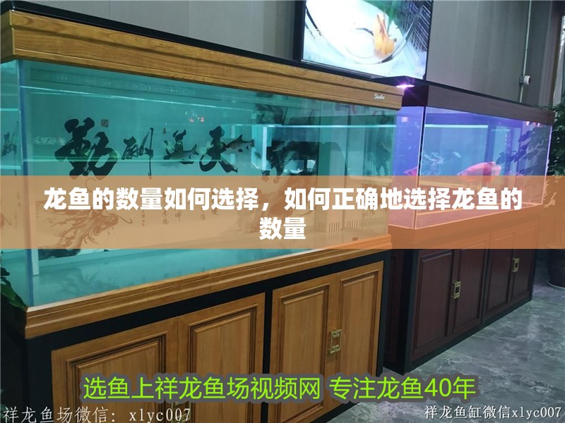 龍魚的數(shù)量如何選擇，如何正確地選擇龍魚的數(shù)量