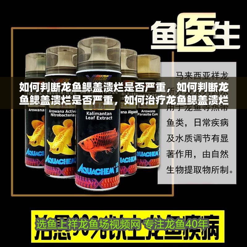 如何判斷龍魚鰓蓋潰爛是否嚴重，如何判斷龍魚鰓蓋潰爛是否嚴重，如何治療龍魚鰓蓋潰爛能自愈嗎
