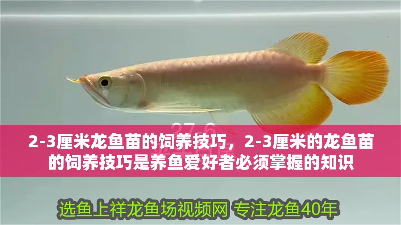 2-3厘米龍魚苗的飼養(yǎng)技巧，2-3厘米的龍魚苗的飼養(yǎng)技巧是養(yǎng)魚愛好者必須掌握的知識