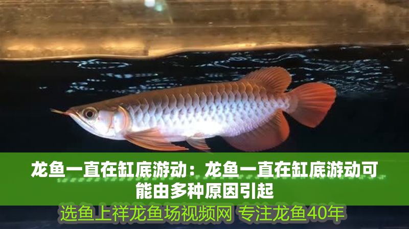 龍魚(yú)一直在缸底游動(dòng)：龍魚(yú)一直在缸底游動(dòng)可能由多種原因引起