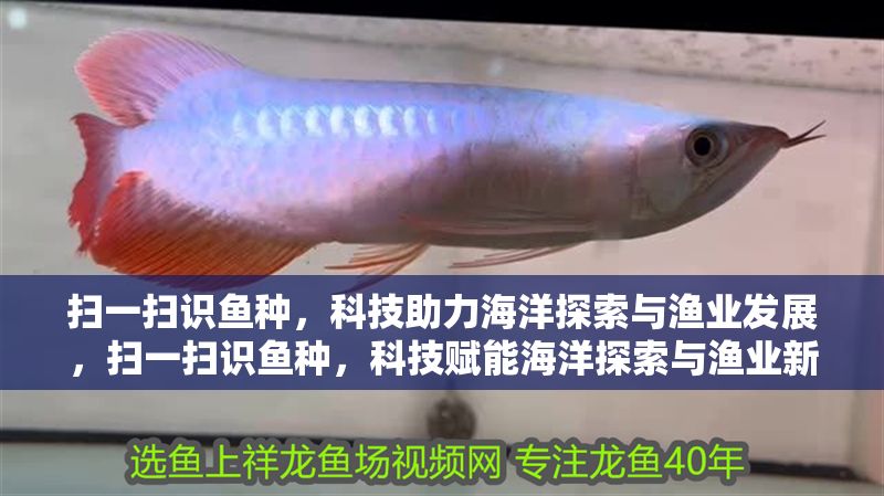 掃一掃識魚種，科技助力海洋探索與漁業發展，掃一掃識魚種，科技賦能海洋探索與漁業新篇章