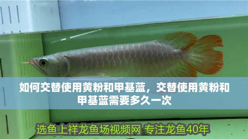 如何交替使用黃粉和甲基藍，交替使用黃粉和甲基藍需要多久一次