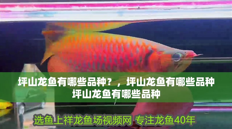 坪山龍魚有哪些品種？，坪山龍魚有哪些品種坪山龍魚有哪些品種
