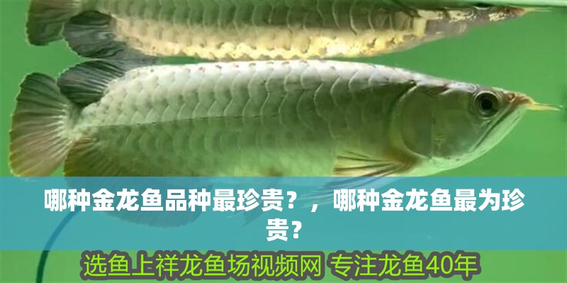 哪種金龍魚品種最珍貴？，哪種金龍魚最為珍貴？
