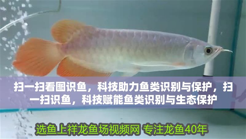 掃一掃看圖識魚，科技助力魚類識別與保護，掃一掃識魚，科技賦能魚類識別與生態保護