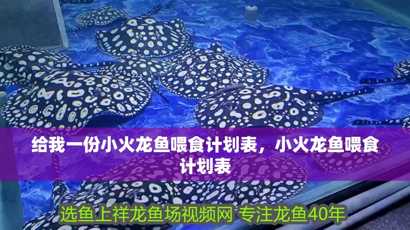 給我一份小火龍魚喂食計劃表，小火龍魚喂食計劃表
