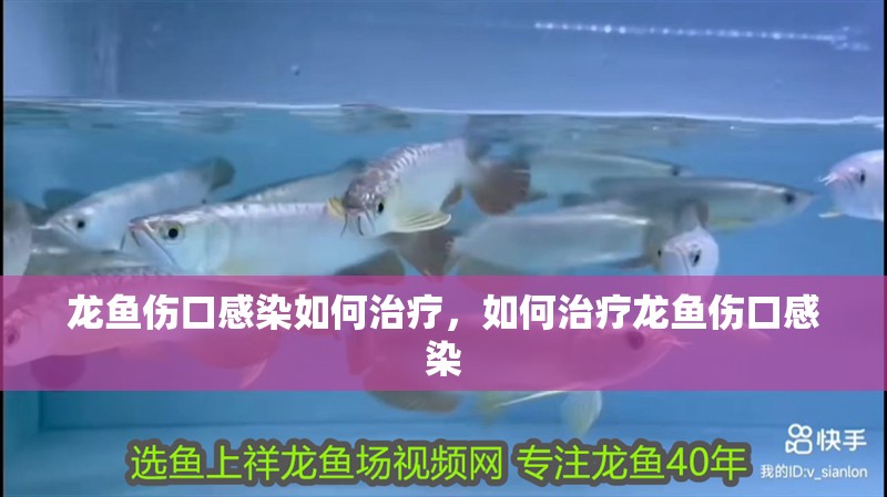 龍魚傷口感染如何治療，如何治療龍魚傷口感染