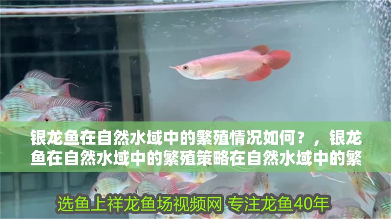 銀龍魚在自然水域中的繁殖情況如何?,銀龍魚在自然水域中的繁殖策略在自然水域中的繁殖情況如何