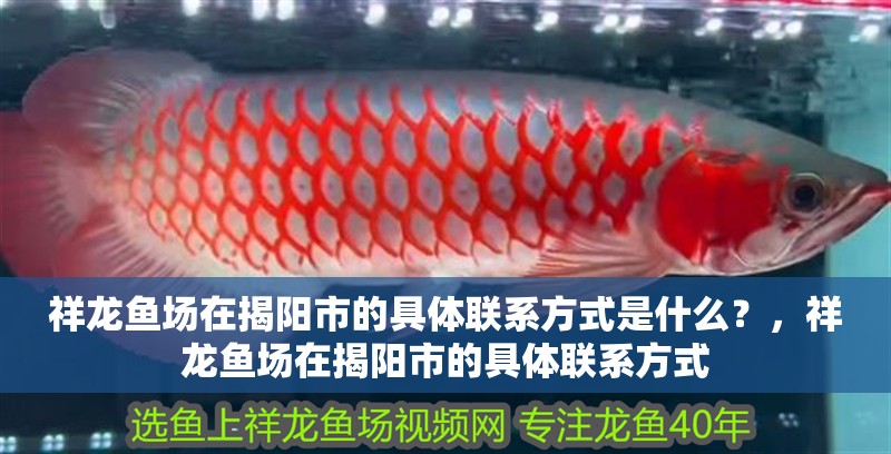 祥龍魚(yú)場(chǎng)在揭陽(yáng)市的具體聯(lián)系方式是什么?,祥龍魚(yú)場(chǎng)在揭陽(yáng)市的具體聯(lián)系方式