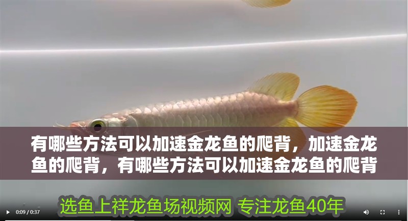 有哪些方法可以加速金龍魚的爬背，加速金龍魚的爬背，有哪些方法可以加速金龍魚的爬背