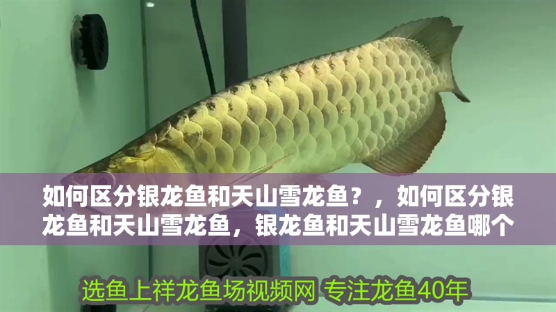 如何區(qū)分銀龍魚和天山雪龍魚？，如何區(qū)分銀龍魚和天山雪龍魚，銀龍魚和天山雪龍魚哪個(gè)更適合養(yǎng)殖