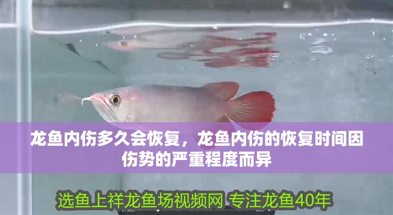 龍魚(yú)內(nèi)傷多久會(huì)恢復(fù)，龍魚(yú)內(nèi)傷的恢復(fù)時(shí)間因傷勢(shì)的嚴(yán)重程度而異