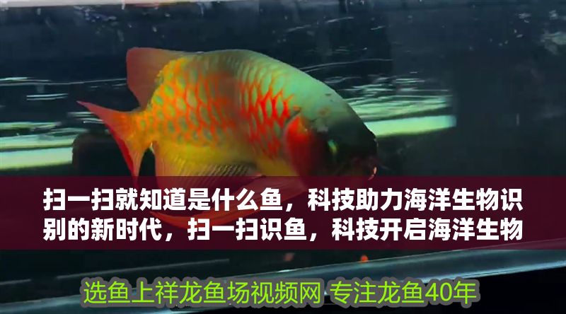 掃一掃就知道是什么魚，科技助力海洋生物識別的新時代，掃一掃識魚，科技開啟海洋生物識別新紀元