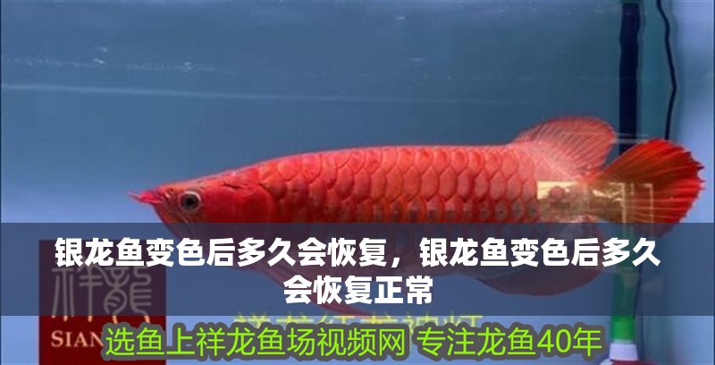 銀龍魚變色后多久會恢復，銀龍魚變色后多久會恢復正常