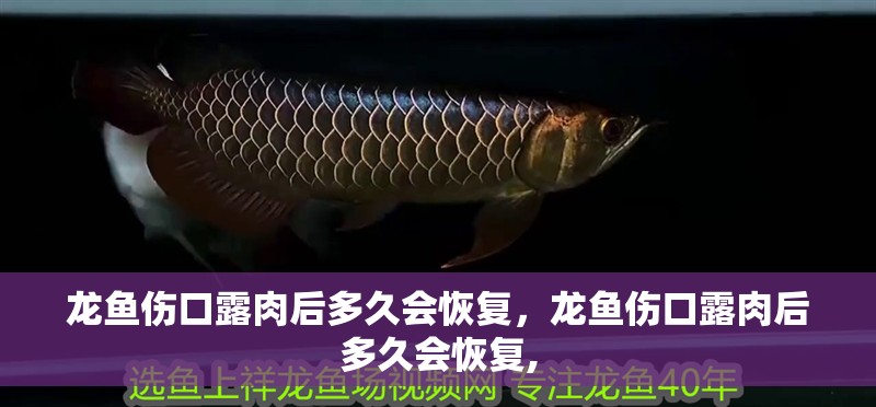 龍魚傷口露肉后多久會恢復，龍魚傷口露肉后多久會恢復,