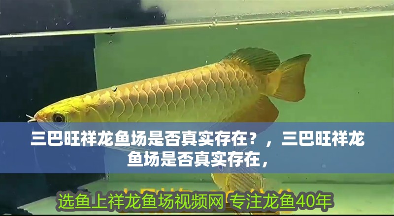 三巴旺祥龍魚場是否真實存在？，三巴旺祥龍魚場是否真實存在，