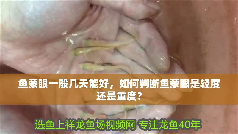 魚蒙眼一般幾天能好，如何判斷魚蒙眼是輕度還是重度？